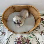 Cama Pet Palhinha Indiana Nina - Imagem 5